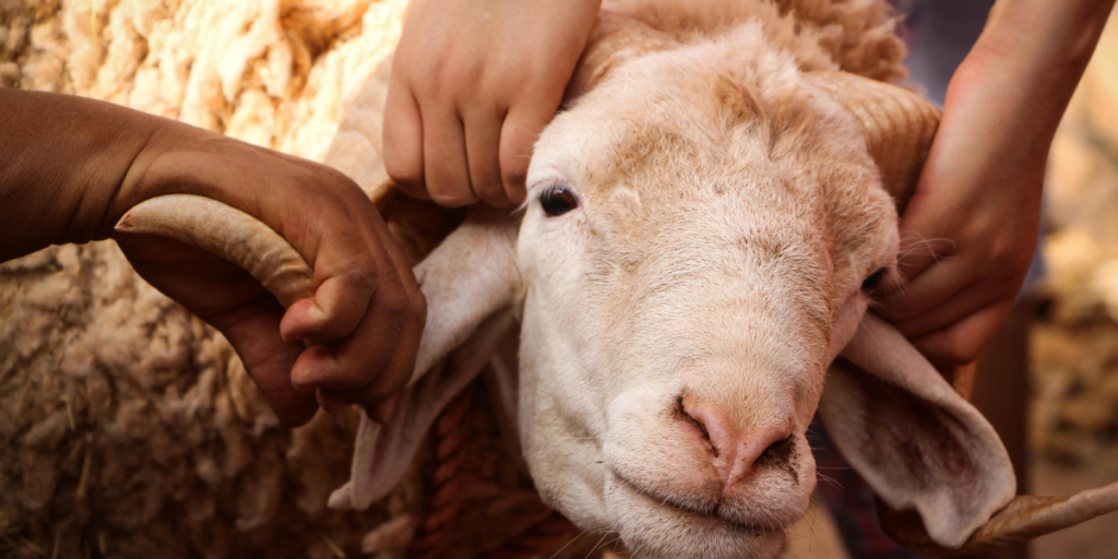 hukum qurban wajib atau sunnah menurut ulama