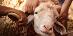 hukum qurban wajib atau sunnah menurut ulama