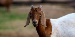 syarat hewan qurban yang sah menurut syariat islam
