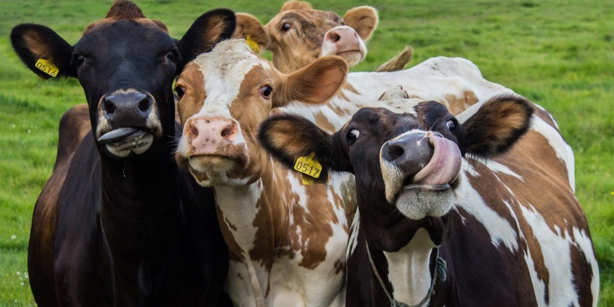 panduan lengkap kurban dari memilih hewan hingga distribusi daging
