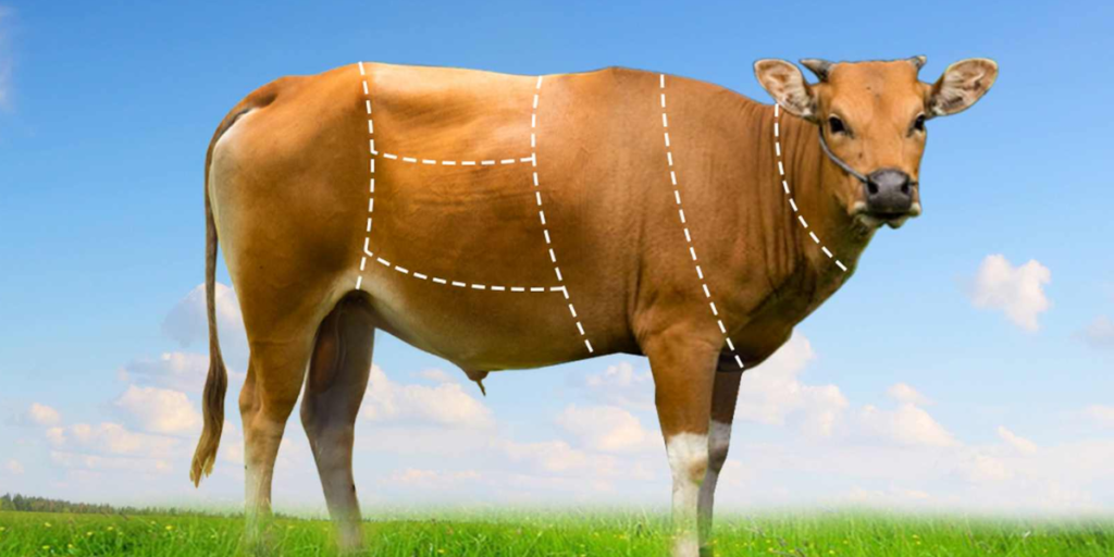 hukum qurban patungan menurut syariat islam